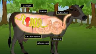 Digestion in Grass Eating Animals  Macmillan Education India [upl. by Eteragram]