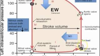 HF 4 Hydralazine and Isosorbide Ditrate [upl. by Arek110]