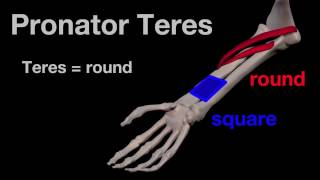 Arm Muscles 24 Pronator Teres [upl. by Aihsema]