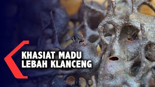 Khasiat Madu Lebah Klanceng [upl. by Banky]