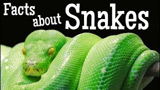 Facts about Snakes for Kids [upl. by Barstow]