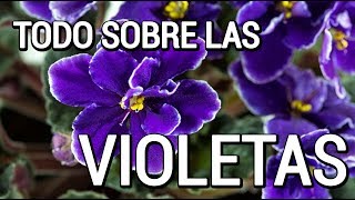 Aprende como cuidar de las violetas [upl. by Fernandes]