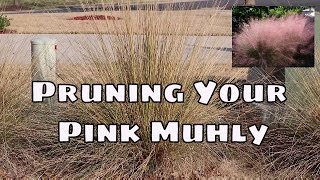 How to Prune your Pink Muhly Ornamental Grass [upl. by Campney447]