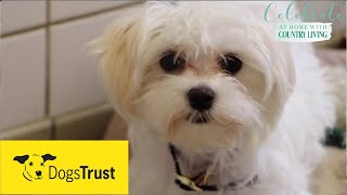 Rescue dogs meet amp greet with Dogs Trust [upl. by Ettenirt]