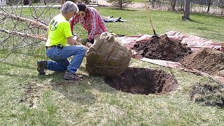 Planting River Birch [upl. by Notnats]