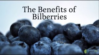 The Benefits of Bilberries [upl. by Greenwell676]