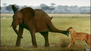 Tembo the elephant saves his baby brothers life  Serengeti  Narrated by John Boyega [upl. by Norabel]