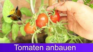 Tomaten selber ziehen Tomatenanbau für Anfänger [upl. by Herson516]