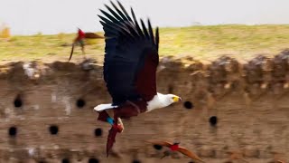 Eagle Plucks Prey in Flight  A Perfect Planet  BBC Earth [upl. by Atnom]