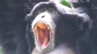 Perfectly Cut Siamang Screams [upl. by Ateekan]