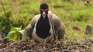 Redwattled Lapwing ചെങ്കണ്ണി തിത്തിരി [upl. by Eugene]