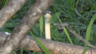 Dwarf Mongoose vs a deadly snake [upl. by Naldo]