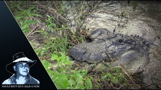 Alligator Eats Python 01 Footage [upl. by Aronoel815]