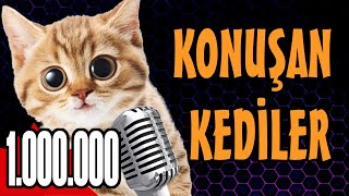 Konuşan Kediler 1000000  En Komik Kedi Videoları [upl. by Ennaitsirk]