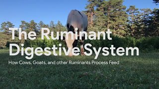 Ruminant Digestion [upl. by Seabrook]