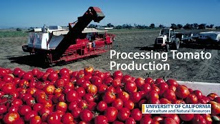 Processing Tomato Production in California [upl. by Duane506]