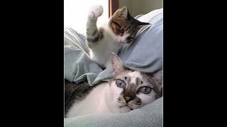 Cats Who Slap PART 3 A Compilation [upl. by Lillith633]