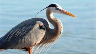 great blue heron sound call [upl. by Tennos]