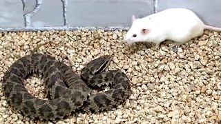 Snake attack rat Snake venom experiment [upl. by Nylecoj]