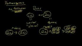 Biology  Parthenogenesis The Basics [upl. by Yramliw]