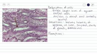 Simple Cuboidal Epithelium [upl. by Zena628]