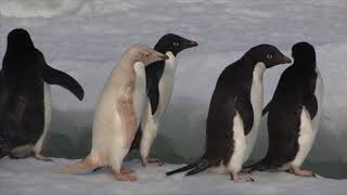 Adelie Penguins in Antarctica 2014 [upl. by Fielding413]