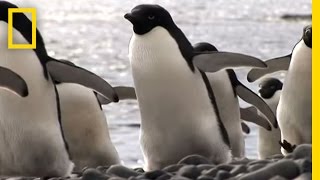 Penguins No Fail at Mealtime  National Geographic [upl. by Nivlem648]