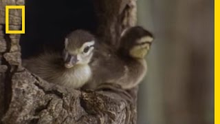 Tiny Ducklings Leap from Tree  National Geographic [upl. by Bartley]