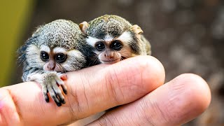 Smallest Monkeys In The World Top 10 For Kids [upl. by Subak]