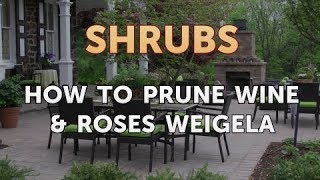 How to Prune Wine amp Roses Weigela [upl. by Rye]