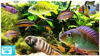 15 Great Cichlids for Planted Aquariums [upl. by Stanley736]