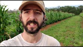 How to plant Agroforestry Systems  Simple amp Profitable  Brunos 2 hectares of fruit part 3 [upl. by Schnurr]