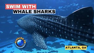 Swim Or Scuba Dive With Whale Sharks Georgia Aquarium Atlanta GA [upl. by Aiclid842]