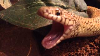 Snake Yawn Compilation [upl. by Ahsen400]