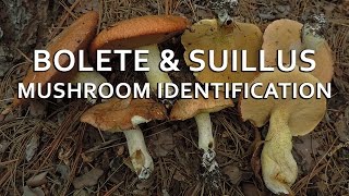 Bolete amp Suillus Mushroom Identification with Adam Haritan [upl. by Viscardi896]