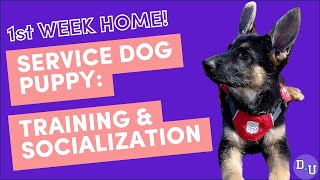 Training and Socializing Your Service Dog Puppys First Week Home [upl. by Goldie]