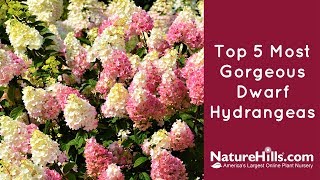 Top 5 Most Gorgeous Dwarf Hydrangeas  NatureHills com [upl. by Aisanahta]