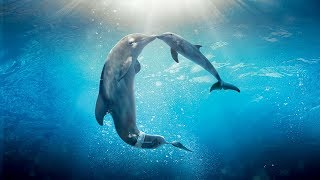 Healing songs of Dolphins amp Whales  Deep Meditative Music for Harmony of Inner Peace [upl. by Naitsirhk]