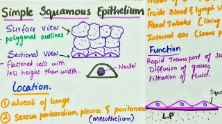 Simple Squamous Epithelium  Location  Function [upl. by Sitoeht]