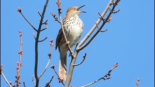 Moqueur roux chant  Brown Thrasher song [upl. by Aihseyt589]