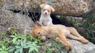 The cry for help of two dogs abandoned by their cruel owner on the side of the road and I saved them [upl. by Garrik]