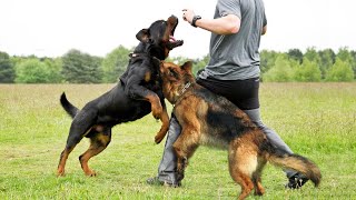 German Shepherd vs Rottweiler real bloody fight [upl. by Negam]