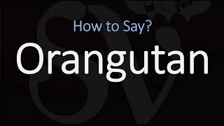 How to Pronounce Orangutan CORRECTLY [upl. by Storer]