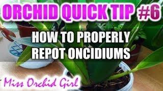 Orchid Tip 6  How to properly repot an Oncidium [upl. by Davilman799]