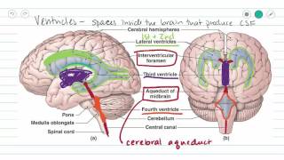 Meet the lungs  Respiratory system physiology  NCLEXRN  Khan Academy [upl. by Akimehs]