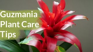 Guzmania Plant Care Tips The Bromeliad With The Vibrant Star Shaped Flower  Joy Us Garden [upl. by Arutnev911]