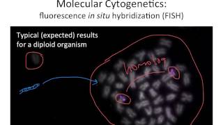 Molecular Cytogenetics [upl. by Melgar]