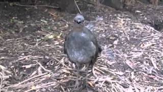 Lyrebird performs at Healesville Sanctuary [upl. by Aneez]