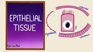 Epithelial Tissue  Epithelial cells  Classification  Histology [upl. by Brock]