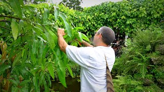 Pruning Mango Trees 101 w Dr Richard Campbell [upl. by Enawyd]